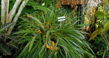 3 – Maxillaria variabilis