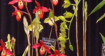 3 – Phragmipedium Memoria Dick Clements