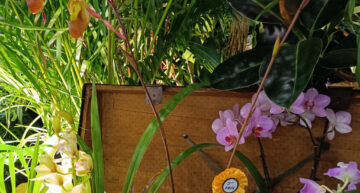 3 – Phragmpedium longifolium