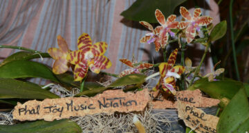 3 – hybride – Phalaenopsis Joy Music Notation 3 – hybride – Phalaenopsis Joy Music Notation