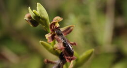 Voyages de Pascal Jarige en 2026