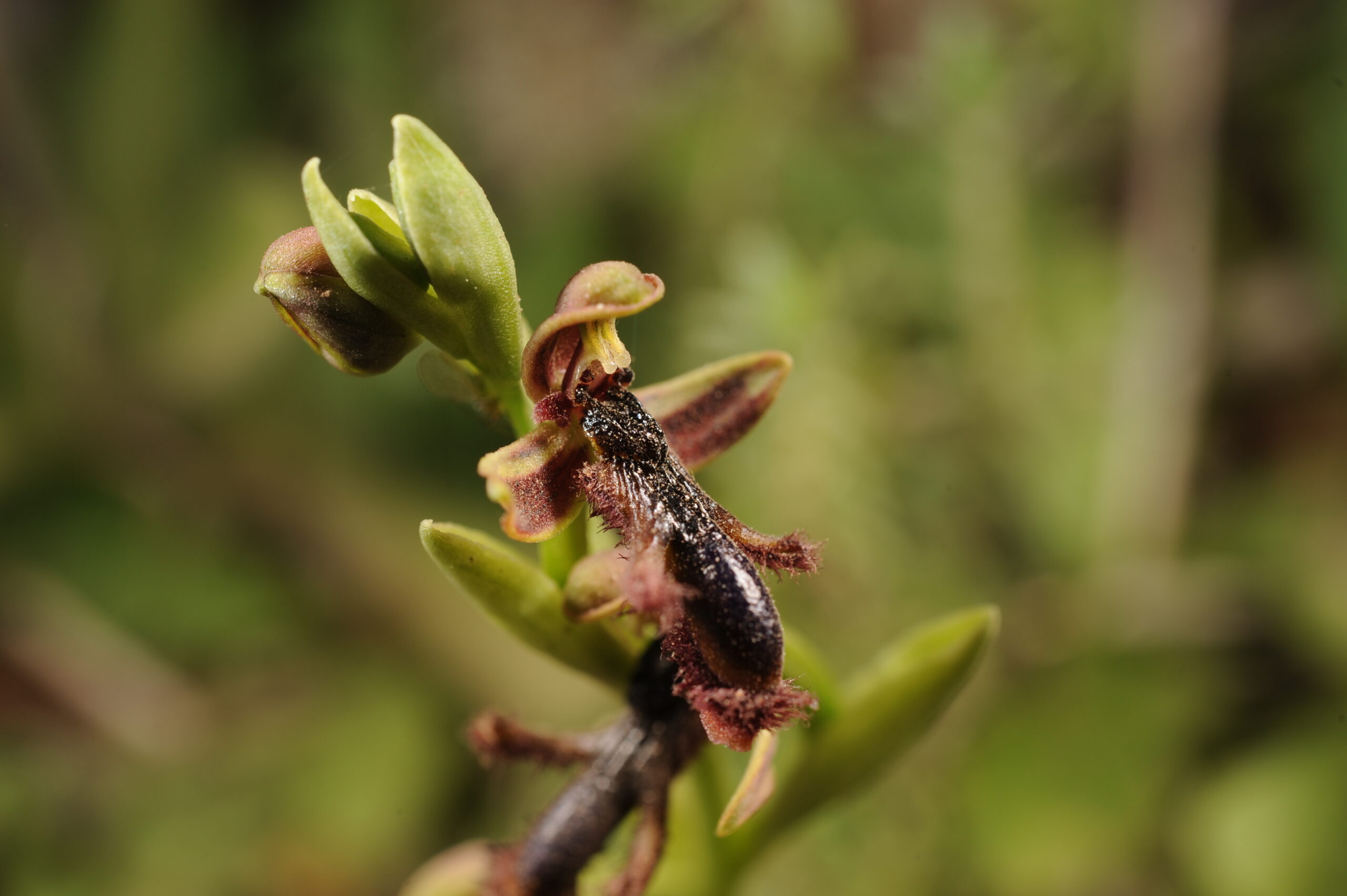 OPHRYS REGIS-FERDINANDII