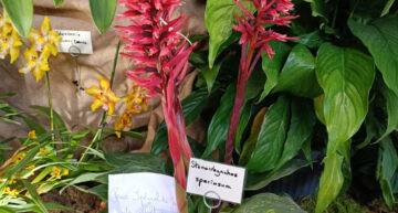 Stenorrhynchos speciosum – prix spécial culture