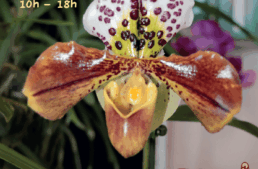 Exposition Orchidée 92 à Rueil-Malmaison (92) – Janvier 2026