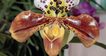 Exposition Orchidée 92 à Rueil-Malmaison (92) – Janvier 2026