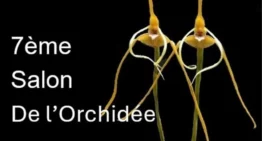 Salon de l’Orchidée à Montamisé (86) – janvier-février 2026