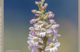 L&rsquo;Orchidophile, extraits gratuits n°247 (décembre 2025)