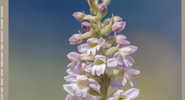 L’Orchidophile, extraits gratuits n°247 (décembre 2025)