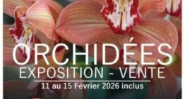 Exposition d’orchidées au parc floral d’Orléans (45) – février 2026