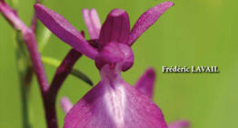 Film Ophrys &lsquo;les orchidées des Petites Pyrénées&rsquo; de F. Lavail