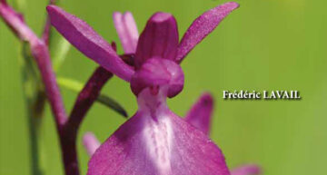 Film Ophrys &lsquo;les orchidées des Petites Pyrénées&rsquo; de F. Lavail