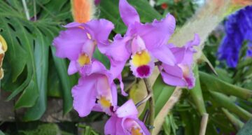 Cattleya trianae – détail Cattleya trianae – détail