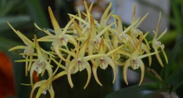 Dendrobium Hida Poxon – fleur Dendrobium Hida Poxon – fleur