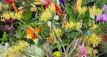 Dendrobium Hilda Paxon – stand Dendrobium Hilda Paxon – stand