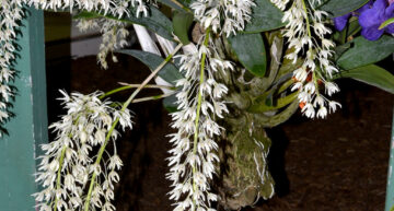 Dendrobium speciosum Dendrobium speciosum