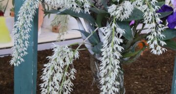 Dendrobium speciosum Dendrobium speciosum