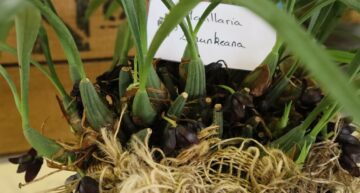 Maxillaria schunkeana Maxillaria schunkeana