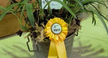 Maxillaria schunkeana – plante Maxillaria schunkeana – plante