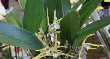 Maxillaria setigera Maxillaria setigera