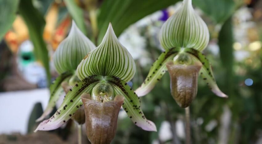 Paphiopedilum Yachyio Lady Paphiopedilum Yachyio Lady