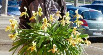 Paphiopedilum insigne Paphiopedilum insigne