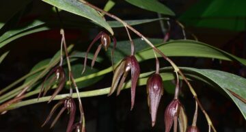 Pleurothallis exelsia – fleur Pleurothallis exelsia – fleur