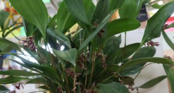 Pleurothallis secunda – entier Pleurothallis secunda – entier