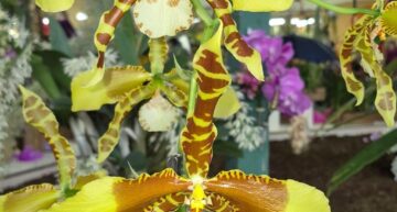 Rossioglossum Rrwdonr Joster Rossioglossum Rrwdonr Joster