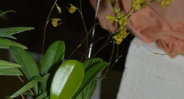 Scaphosepalum verrucosum – plante Scaphosepalum verrucosum – plante