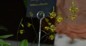 Scaphosepalum verrucosum – de près Scaphosepalum verrucosum – de près