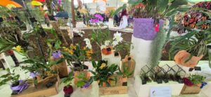 Stand Parenthèse tropicale - détail