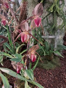 Dans l'exposition d'orchidées... Paphiopedilum rotschildianum
