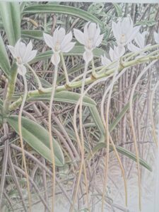Aerangis ellisii, par Deborah Lambkin