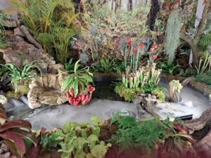 plantes carnivores
