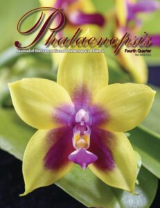Phalaenopsis 2024 4Q