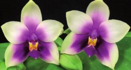 Le Phalaenopsis Journal de l’International Phalaenopsis Alliance