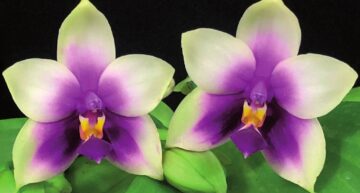 Le Phalaenopsis Journal de L’International Phalaenopsis Alliance