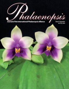 Phalaenopsis 2025 1Q