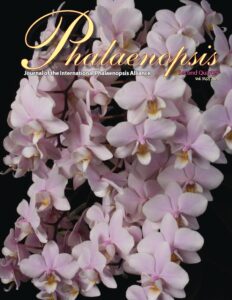 Phalaenopsis 2025 2Q
