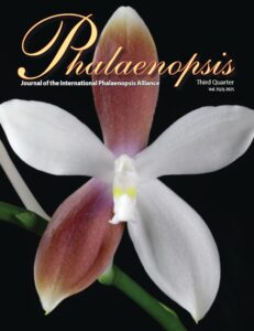 Phalaenopsis 2025 3Q