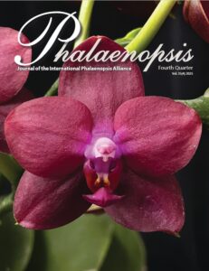 Phalaenopsis 2025 4Q