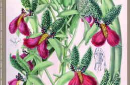 L&rsquo;Orchidophile, extraits gratuits n°250 (septembre 2026)