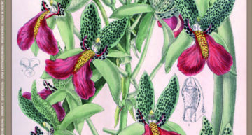 L&rsquo;Orchidophile, extraits gratuits n°250 (septembre 2026)