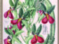 L&rsquo;Orchidophile, extraits gratuits n°250 (septembre 2026)