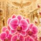 Festival des Orchidées à Fontfroide (11) – octobre 2026