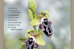 Spécial Ophrys : nouveau numéro spécial de l&rsquo;Orchidophile en souscription