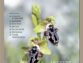 Spécial Ophrys : nouveau numéro spécial de l&rsquo;Orchidophile en souscription