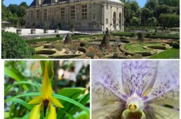 Exposition d&rsquo;orchidées à Joinville (52) – septembre 2026