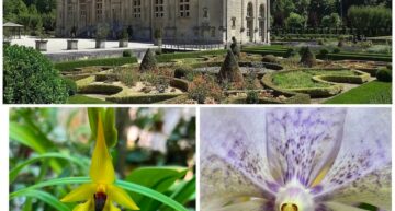 Exposition d&rsquo;orchidées à Joinville (52) – septembre 2026