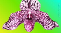 Exposition Orchidée 91 à Ballancourt (91) – novembre 2026